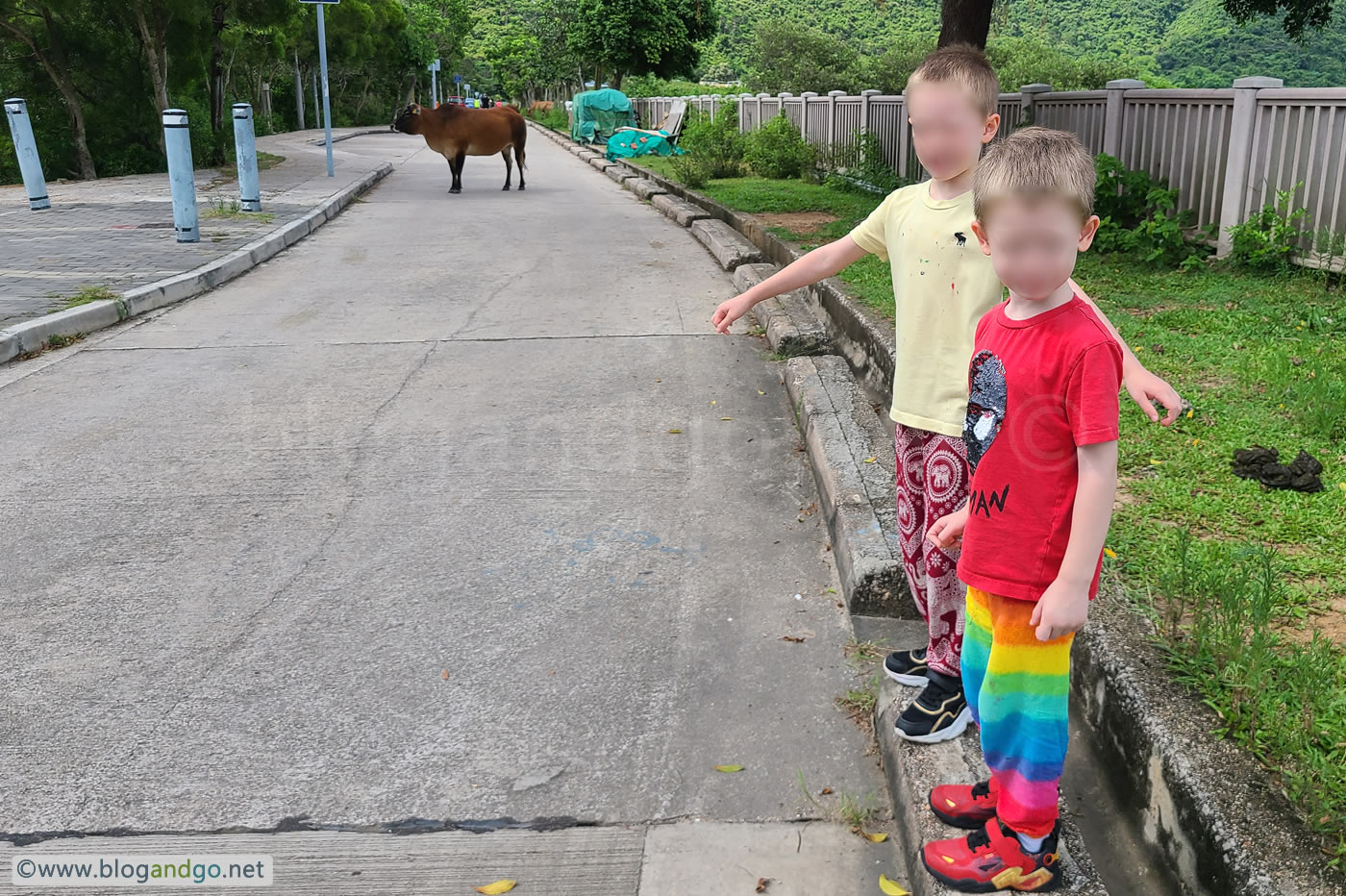 Tai O - Famous Lantau Buffalo Roaming Tai O